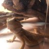 Images de profil de carine - Blooming Pets - Petsitting et garde d'animaux à domicile