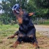 Images de profil de carine - Blooming Pets - Petsitting et garde d'animaux à domicile