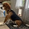 Images de profil de carine - Blooming Pets - Petsitting et garde d'animaux à domicile