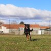Images de profil de carine - Blooming Pets - Petsitting et garde d'animaux à domicile