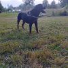Images de profil de carine - Blooming Pets - Petsitting et garde d'animaux à domicile