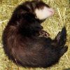 Images de profil de carine - Blooming Pets - Petsitting et garde d'animaux à domicile