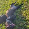 Images de profil de carine - Blooming Pets - Petsitting et garde d'animaux à domicile