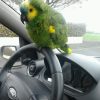 Images de profil de carine - Blooming Pets - Petsitting et garde d'animaux à domicile