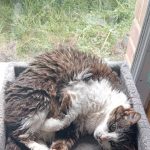Fleur Mon Chat  Européen Femelle - Garde d'animaux à domicile