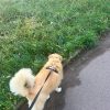 Images de profil de Cecilia - Blooming Pets - Petsitting et garde d'animaux à domicile