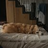 Images de profil de Cecilia - Blooming Pets - Petsitting et garde d'animaux à domicile