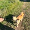 Images de profil de Cecilia - Blooming Pets - Petsitting et garde d'animaux à domicile