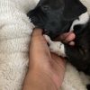 Images de profil de Cecilia - Blooming Pets - Petsitting et garde d'animaux à domicile