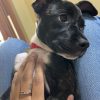 Images de profil de Cecilia - Blooming Pets - Petsitting et garde d'animaux à domicile