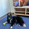 Images de profil de Cecilia - Blooming Pets - Petsitting et garde d'animaux à domicile