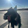 Images de profil de Cecilia - Blooming Pets - Petsitting et garde d'animaux à domicile