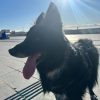 Images de profil de Cecilia - Blooming Pets - Petsitting et garde d'animaux à domicile