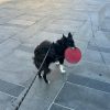 Images de profil de Cecilia - Blooming Pets - Petsitting et garde d'animaux à domicile