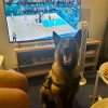 Images de profil de Cecilia - Blooming Pets - Petsitting et garde d'animaux à domicile
