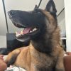 Images de profil de Cecilia - Blooming Pets - Petsitting et garde d'animaux à domicile
