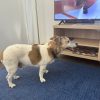 Images de profil de Cecilia - Blooming Pets - Petsitting et garde d'animaux à domicile