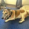 Images de profil de Cecilia - Blooming Pets - Petsitting et garde d'animaux à domicile