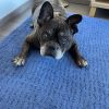 Images de profil de Cecilia - Blooming Pets - Petsitting et garde d'animaux à domicile