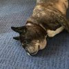 Images de profil de Cecilia - Blooming Pets - Petsitting et garde d'animaux à domicile