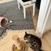 Images de profil de Cecilia - Blooming Pets - Petsitting et garde d'animaux à domicile