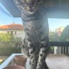 Images de profil de Cecilia - Blooming Pets - Petsitting et garde d'animaux à domicile