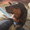 Images de profil de Cecilia - Blooming Pets - Petsitting et garde d'animaux à domicile