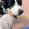 Images de profil de Cecilia - Blooming Pets - Petsitting et garde d'animaux à domicile