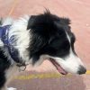 Images de profil de Cecilia - Blooming Pets - Petsitting et garde d'animaux à domicile