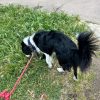 Images de profil de Cecilia - Blooming Pets - Petsitting et garde d'animaux à domicile