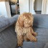 Images de profil de Cecilia - Blooming Pets - Petsitting et garde d'animaux à domicile