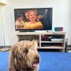 Images de profil de Cecilia - Blooming Pets - Petsitting et garde d'animaux à domicile