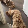 Images de profil de Cecilia - Blooming Pets - Petsitting et garde d'animaux à domicile