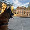 Images de profil de Cecilia - Blooming Pets - Petsitting et garde d'animaux à domicile