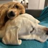 Images de profil de Cecilia - Blooming Pets - Petsitting et garde d'animaux à domicile