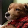 Images de profil de Cecilia - Blooming Pets - Petsitting et garde d'animaux à domicile