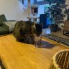 Images de profil de Cecilia - Blooming Pets - Petsitting et garde d'animaux à domicile