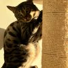 Images de profil de Cecilia - Blooming Pets - Petsitting et garde d'animaux à domicile