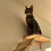 Images de profil de Cecilia - Blooming Pets - Petsitting et garde d'animaux à domicile