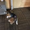 Images de profil de Cecilia - Blooming Pets - Petsitting et garde d'animaux à domicile
