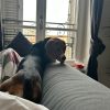 Images de profil de Cecilia - Blooming Pets - Petsitting et garde d'animaux à domicile