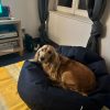 Images de profil de Cecilia - Blooming Pets - Petsitting et garde d'animaux à domicile