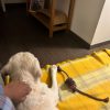 Images de profil de Cecilia - Blooming Pets - Petsitting et garde d'animaux à domicile