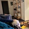 Images de profil de Cecilia - Blooming Pets - Petsitting et garde d'animaux à domicile
