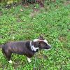 Images de profil de Cecilia - Blooming Pets - Petsitting et garde d'animaux à domicile