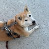 Images de profil de Cecilia - Blooming Pets - Petsitting et garde d'animaux à domicile