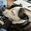 Images de profil de Cecilia - Blooming Pets - Petsitting et garde d'animaux à domicile