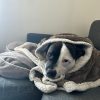 Images de profil de Cecilia - Blooming Pets - Petsitting et garde d'animaux à domicile