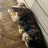 Images de profil de Cecilia - Blooming Pets - Petsitting et garde d'animaux à domicile