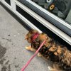 Images de profil de Cecilia - Blooming Pets - Petsitting et garde d'animaux à domicile